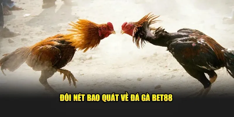 Giới thiệu đá gà 88 cho người mới