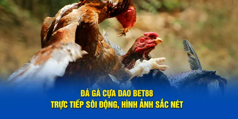Đá gà cựa dao trực tiếp tại Bet88com us