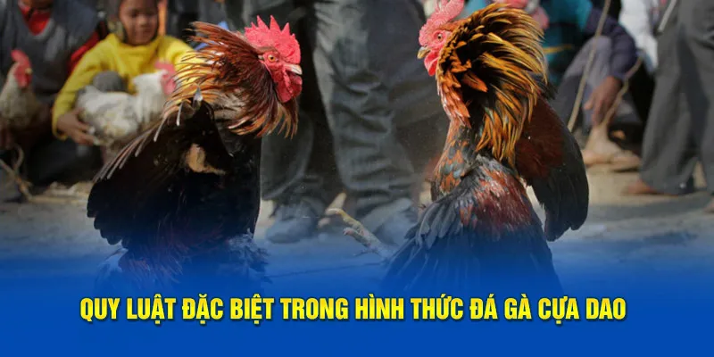 Quy luật trong đá gà cựa dao